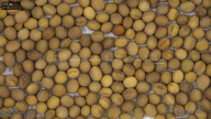 seed