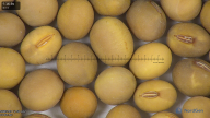 column seed