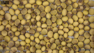 seed