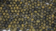 seed