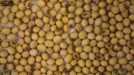 seed
