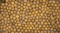 seed