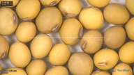 column seed