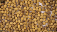 seed
