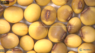 column seed