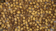 seed