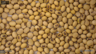seed