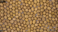 seed