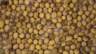 seed