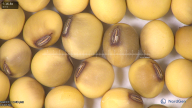 column seed
