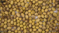 seed