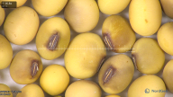 column seed