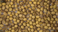 seed