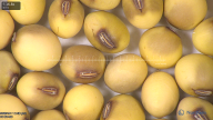 column seed