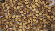 seed