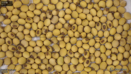 seed