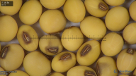 column seed
