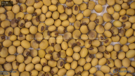 seed
