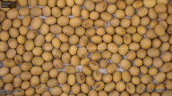 seed