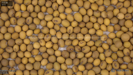 seed
