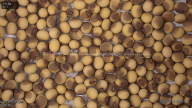 seed