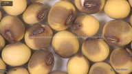 column seed