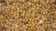 seed