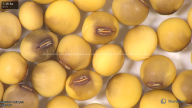 column seed