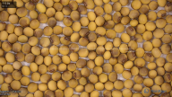 seed