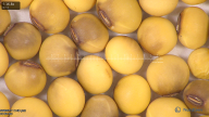 column seed