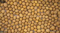 seed