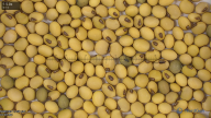 seed