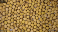 seed