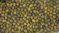 seed