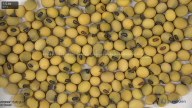 seed