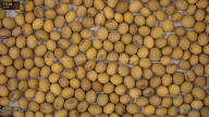 seed