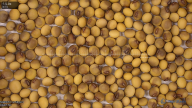 seed