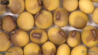 column seed