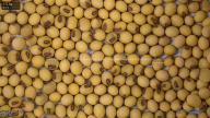 seed