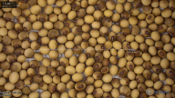 seed