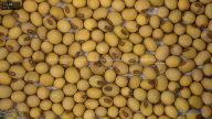 seed