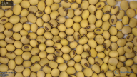 seed