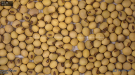 seed