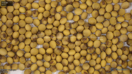 seed