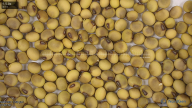 seed