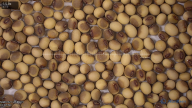 seed