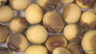column seed