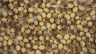 seed