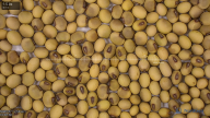 seed