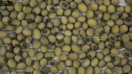 seed